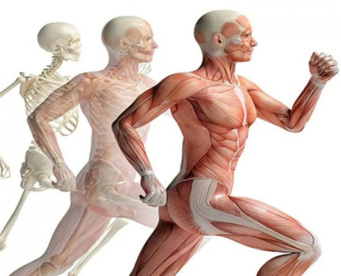 Tracing the Origins of Kinesiology: A Historical Perspective